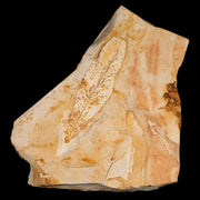 4.4" Detailed Glossopteris Browniana Fossil Plant Leafs Permian Age Australia
