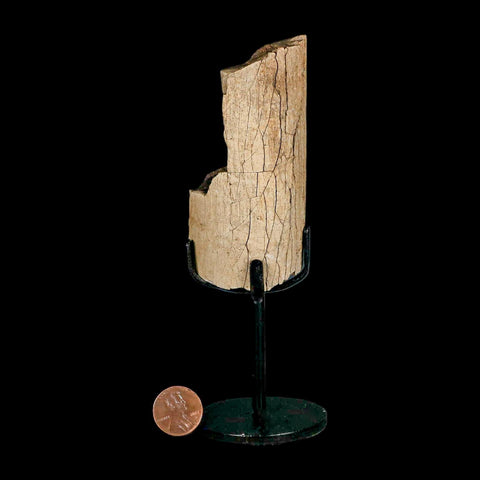 3.5" Hadrosaur Dinosaur Fossil Rib Bone Hell Creek FM MT COA Metal Stand