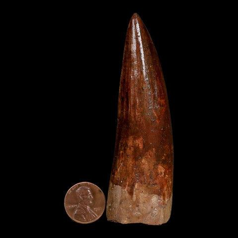XL 3.7" Spinosaurus Fossil Tooth 100 Million Years Old Cretaceous Dinosaur COA