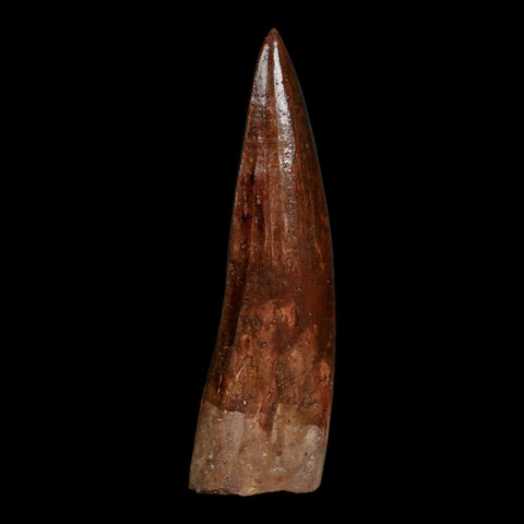 XL 3.7" Spinosaurus Fossil Tooth 100 Million Years Old Cretaceous Dinosaur COA