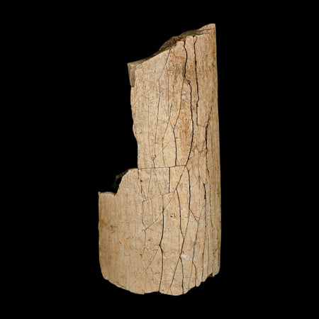 3.5" Hadrosaur Dinosaur Fossil Rib Bone Hell Creek FM MT COA Metal Stand