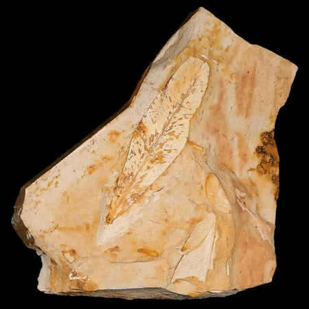4.4" Detailed Glossopteris Browniana Fossil Plant Leafs Permian Age Australia