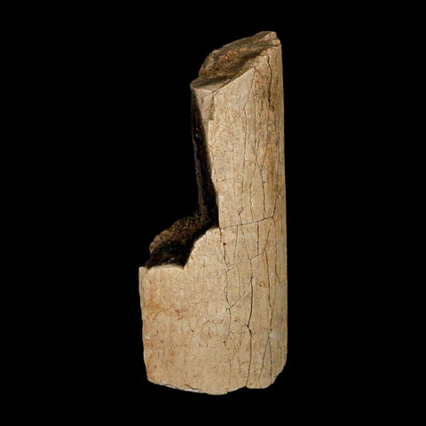 3.5" Hadrosaur Dinosaur Fossil Rib Bone Hell Creek FM MT COA Metal Stand