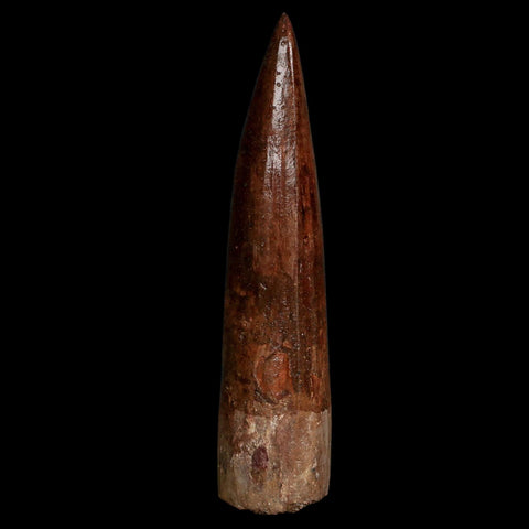 XL 3.7" Spinosaurus Fossil Tooth 100 Million Years Old Cretaceous Dinosaur COA