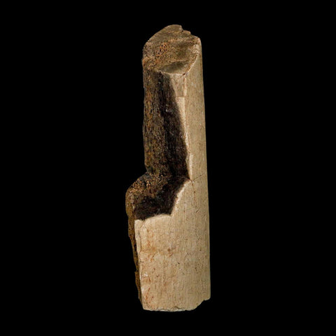 3.5" Hadrosaur Dinosaur Fossil Rib Bone Hell Creek FM MT COA Metal Stand