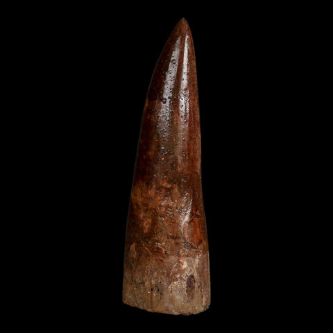 XL 3.7" Spinosaurus Fossil Tooth 100 Million Years Old Cretaceous Dinosaur COA