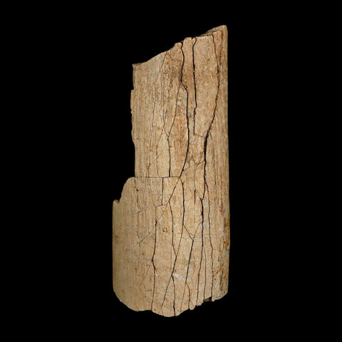 3.5" Hadrosaur Dinosaur Fossil Rib Bone Hell Creek FM MT COA Metal Stand