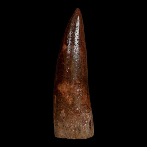 XL 3.7" Spinosaurus Fossil Tooth 100 Million Years Old Cretaceous Dinosaur COA