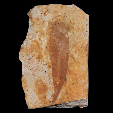 3" Detailed Glossopteris Browniana Fossil Plant Leafs Permian Age Australia - Fossil Age Minerals