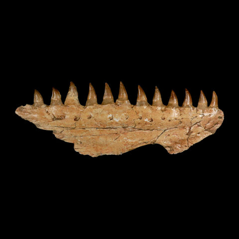 16.5" Mosasaur Prognathodon Fossil Jaw Section Teeth Cretaceous Dinosaur Era COA - Fossil Age Minerals
