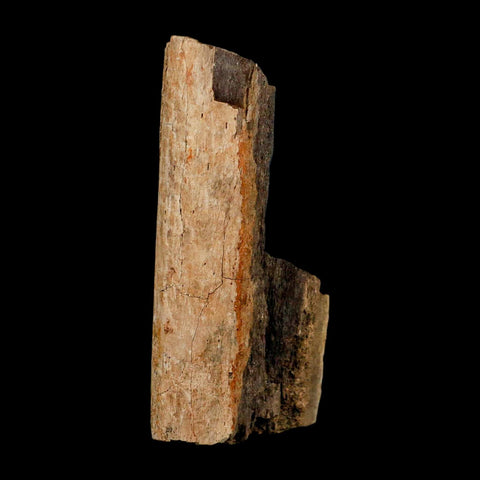 3.5" Hadrosaur Dinosaur Fossil Rib Bone Hell Creek FM MT COA Metal Stand