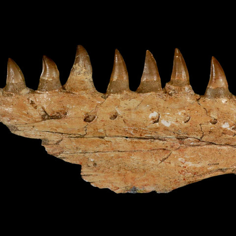 16.5" Mosasaur Prognathodon Fossil Jaw Section Teeth Cretaceous Dinosaur Era COA - Fossil Age Minerals
