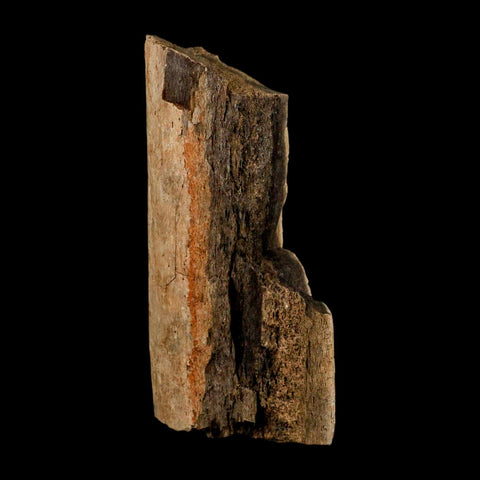 3.5" Hadrosaur Dinosaur Fossil Rib Bone Hell Creek FM MT COA Metal Stand