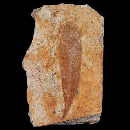 3" Detailed Glossopteris Browniana Fossil Plant Leafs Permian Age Australia