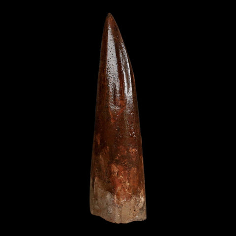 XL 3.7" Spinosaurus Fossil Tooth 100 Million Years Old Cretaceous Dinosaur COA