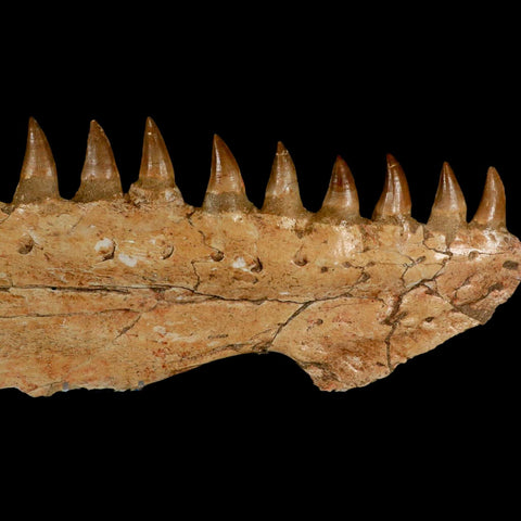 16.5" Mosasaur Prognathodon Fossil Jaw Section Teeth Cretaceous Dinosaur Era COA - Fossil Age Minerals