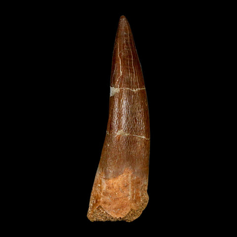 XL 2.1" Plesiosaur Zarafasaura Tooth Fossil Cretaceous Dinosaur Era COA, Stand - Fossil Age Minerals