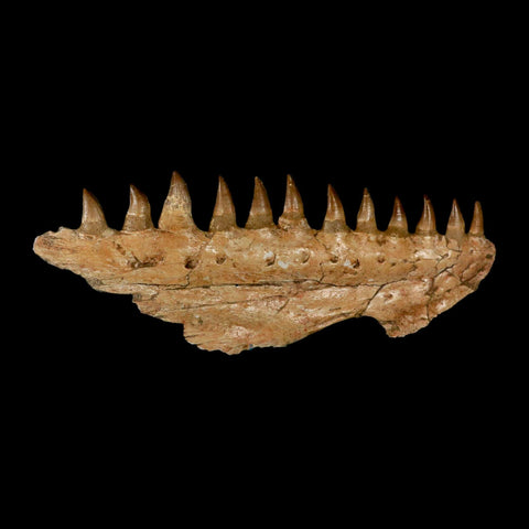 16.5" Mosasaur Prognathodon Fossil Jaw Section Teeth Cretaceous Dinosaur Era COA - Fossil Age Minerals