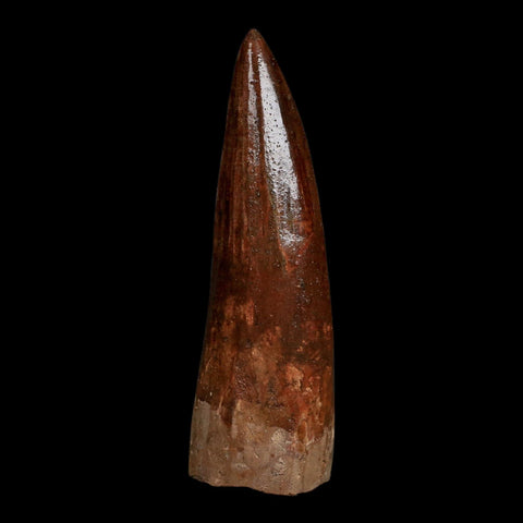XL 3.7" Spinosaurus Fossil Tooth 100 Million Years Old Cretaceous Dinosaur COA