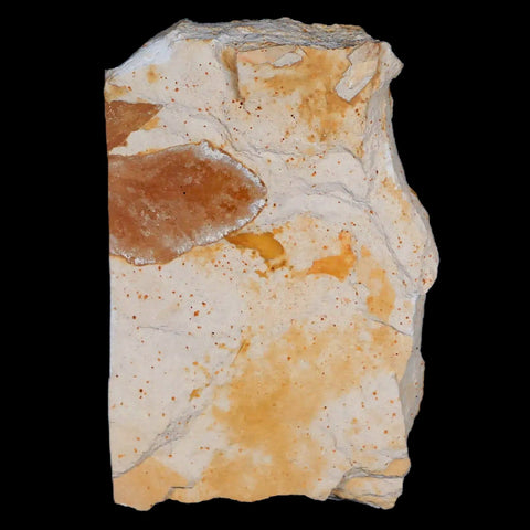 3" Detailed Glossopteris Browniana Fossil Plant Leafs Permian Age Australia - Fossil Age Minerals