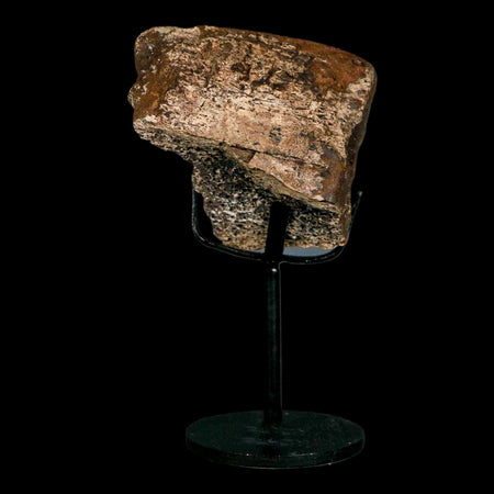 3.6" Triceratops Fossil Frill Bone Lance Creek FM Cretaceous Dinosaur WY COA Stand