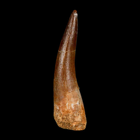XL 2.1" Plesiosaur Zarafasaura Tooth Fossil Cretaceous Dinosaur Era COA, Stand