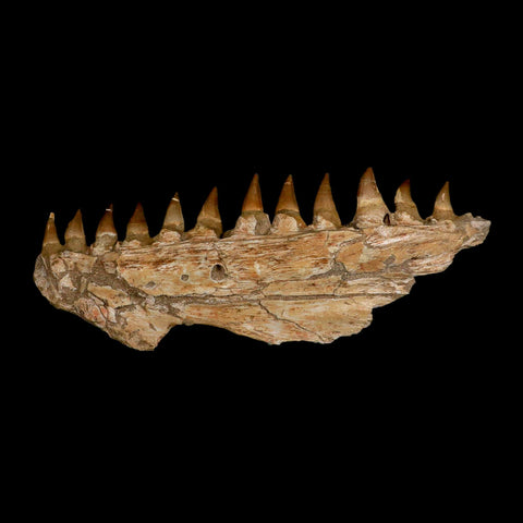 16.5" Mosasaur Prognathodon Fossil Jaw Section Teeth Cretaceous Dinosaur Era COA - Fossil Age Minerals