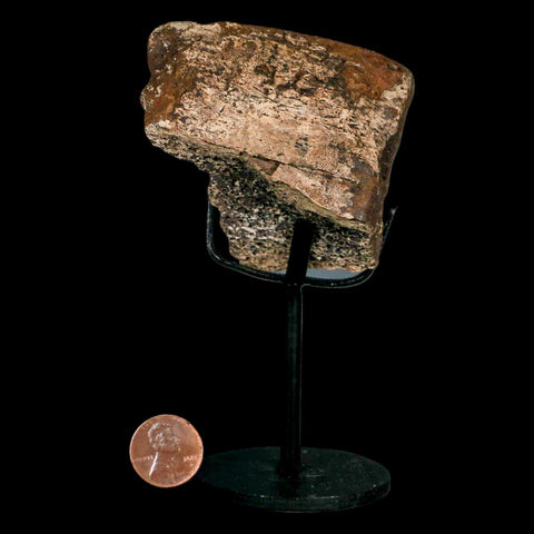 3.6" Triceratops Fossil Frill Bone Lance Creek FM Cretaceous Dinosaur WY COA Stand