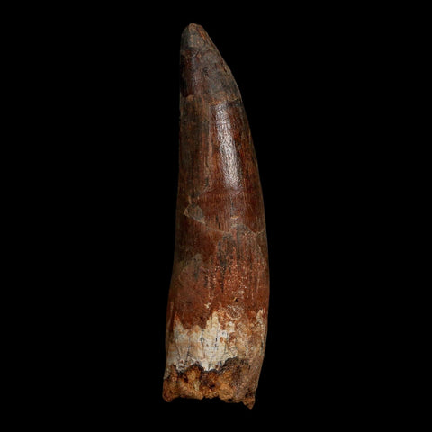 XL 3.7" Spinosaurus Fossil Tooth 100 Million Years Old Cretaceous Dinosaur COA