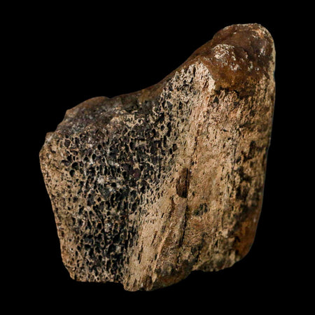 3.6" Triceratops Fossil Frill Bone Lance Creek FM Cretaceous Dinosaur WY COA Stand
