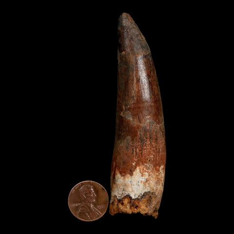 XL 3.7" Spinosaurus Fossil Tooth 100 Million Years Old Cretaceous Dinosaur COA