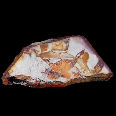 7.3" Detailed Glossopteris Browniana Fossil Plant Leafs Permian Age Australia