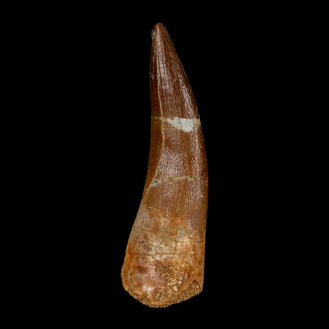 XL 2.1" Plesiosaur Zarafasaura Tooth Fossil Cretaceous Dinosaur Era COA, Stand - Fossil Age Minerals