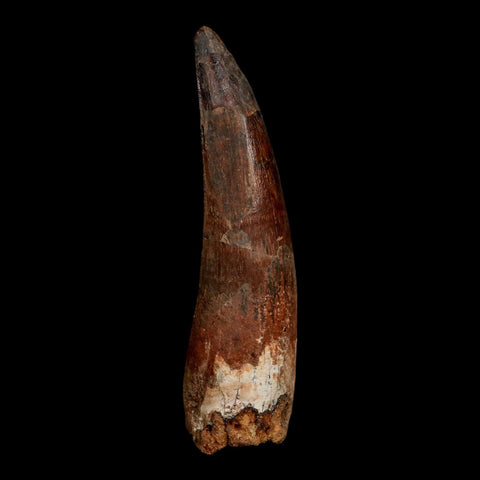 XL 3.7" Spinosaurus Fossil Tooth 100 Million Years Old Cretaceous Dinosaur COA