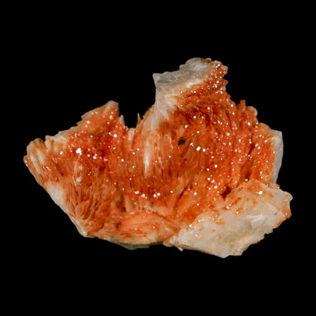 1.8" Sparkly Orange Vanadinite Crystals Orange Barite Blades Mineral Mabladen Morocco