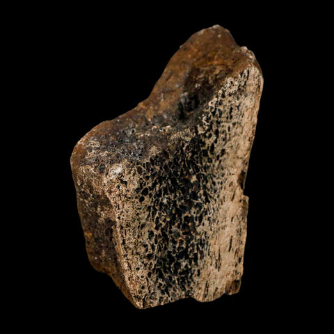 3.6" Triceratops Fossil Frill Bone Lance Creek FM Cretaceous Dinosaur WY COA Stand