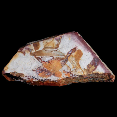 7.3" Detailed Glossopteris Browniana Fossil Plant Leafs Permian Age Australia - Fossil Age Minerals