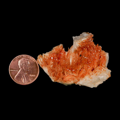 1.8" Sparkly Orange Vanadinite Crystals Orange Barite Blades Mineral Mabladen Morocco - Fossil Age Minerals