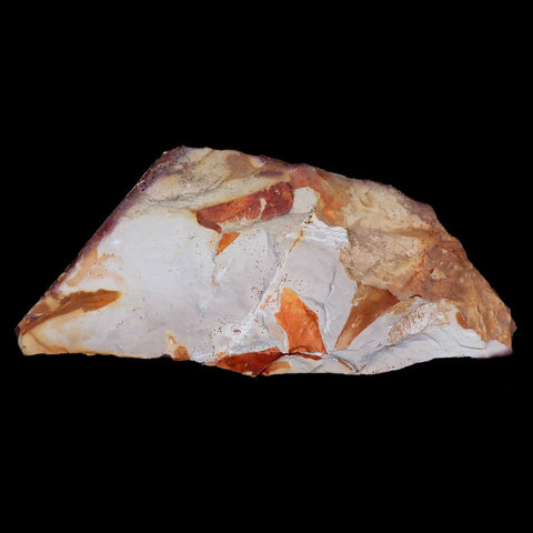 7.3" Detailed Glossopteris Browniana Fossil Plant Leafs Permian Age Australia - Fossil Age Minerals