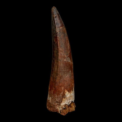 XL 3.7" Spinosaurus Fossil Tooth 100 Million Years Old Cretaceous Dinosaur COA