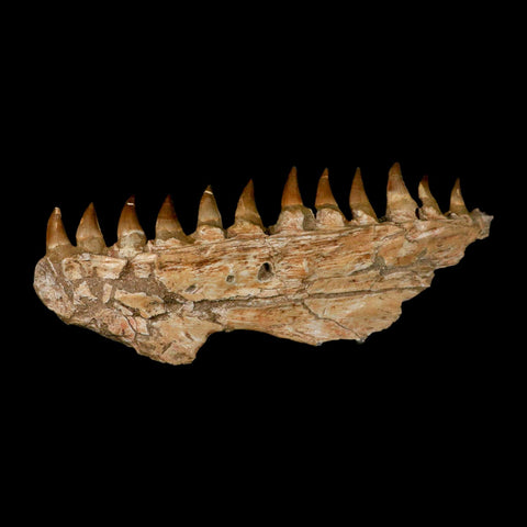 16.5" Mosasaur Prognathodon Fossil Jaw Section Teeth Cretaceous Dinosaur Era COA - Fossil Age Minerals