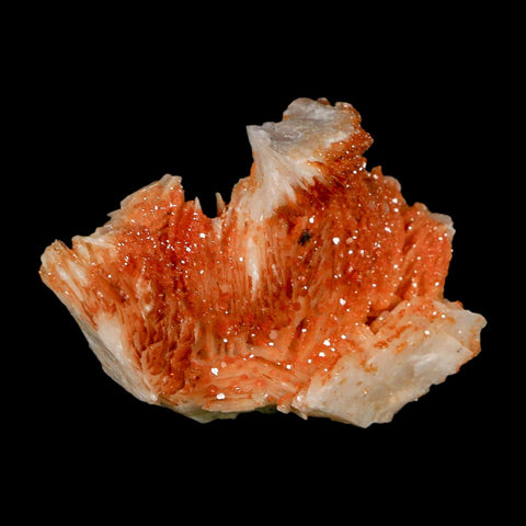 1.8" Sparkly Orange Vanadinite Crystals Orange Barite Blades Mineral Mabladen Morocco - Fossil Age Minerals