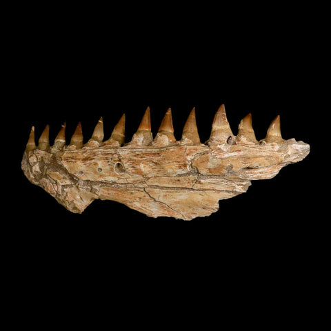 16.5" Mosasaur Prognathodon Fossil Jaw Section Teeth Cretaceous Dinosaur Era COA - Fossil Age Minerals