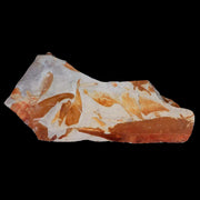9" Detailed Glossopteris Browniana Fossil Plant Leafs Permian Age Australia