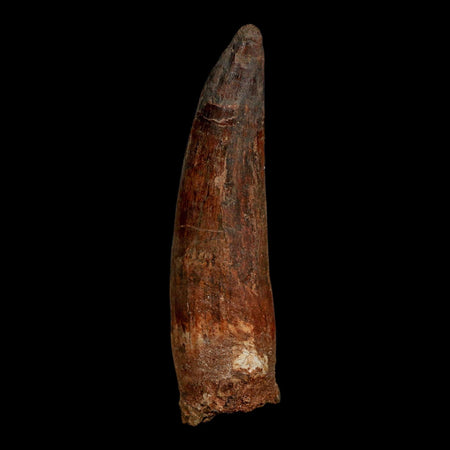 XL 3.7" Spinosaurus Fossil Tooth 100 Million Years Old Cretaceous Dinosaur COA