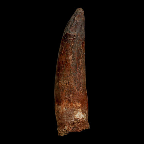 XL 3.7" Spinosaurus Fossil Tooth 100 Million Years Old Cretaceous Dinosaur COA