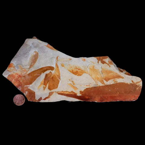 9" Detailed Glossopteris Browniana Fossil Plant Leafs Permian Age Australia - Fossil Age Minerals
