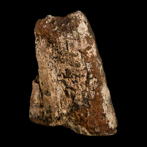 3.6" Triceratops Fossil Frill Bone Lance Creek FM Cretaceous Dinosaur WY COA Stand