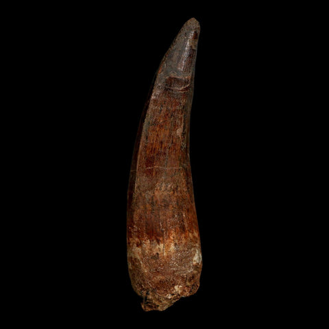 XL 3.7" Spinosaurus Fossil Tooth 100 Million Years Old Cretaceous Dinosaur COA