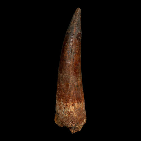 XL 3.7" Spinosaurus Fossil Tooth 100 Million Years Old Cretaceous Dinosaur COA